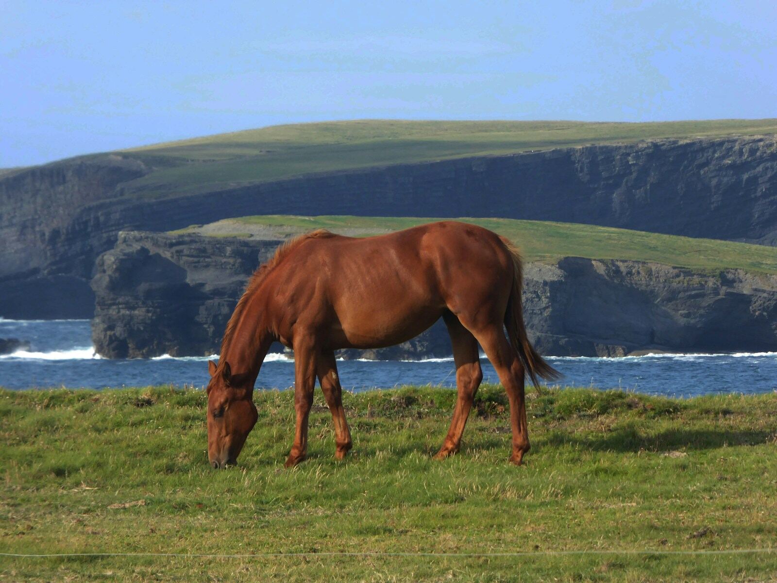 Brown Pasture