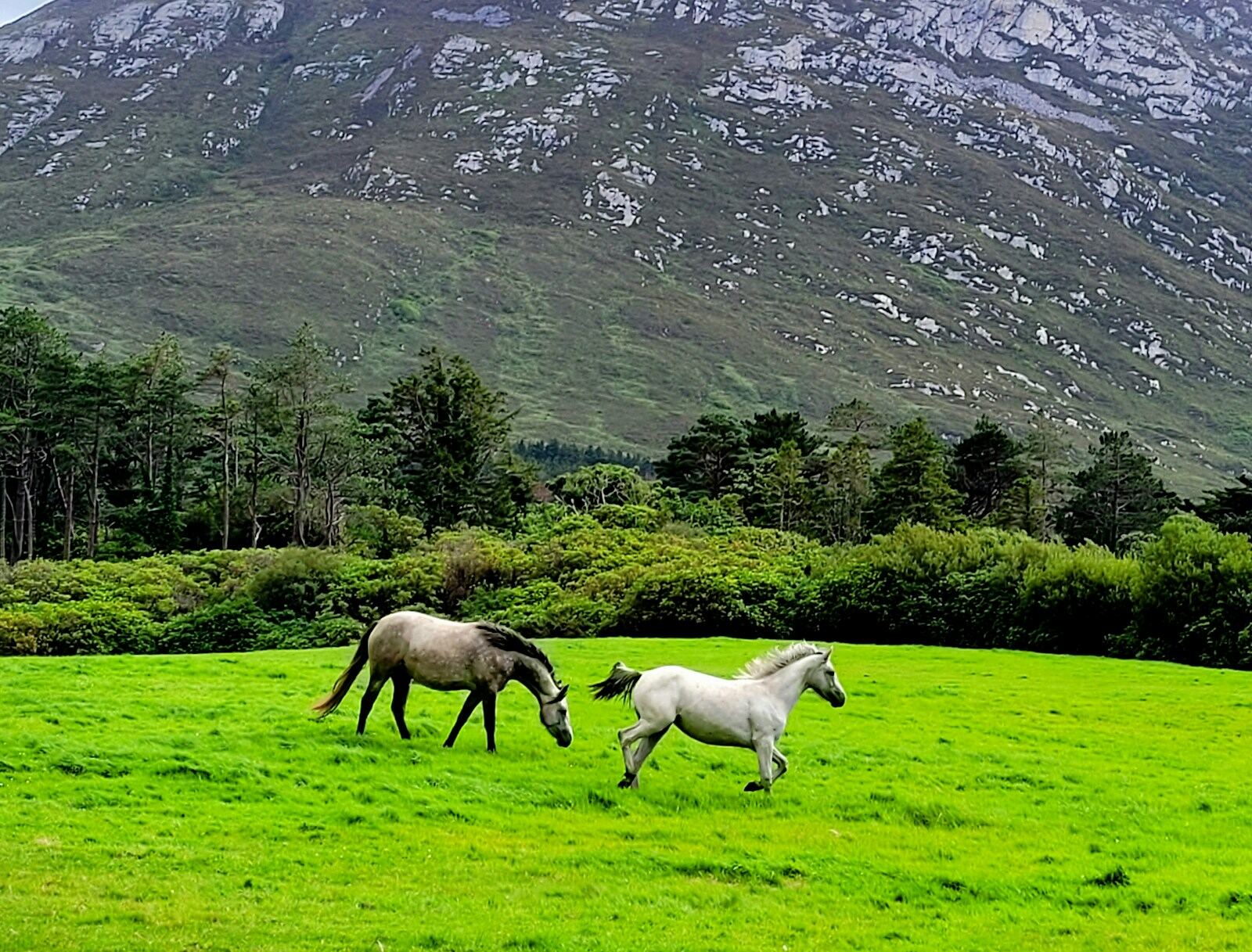 Horses Mountain