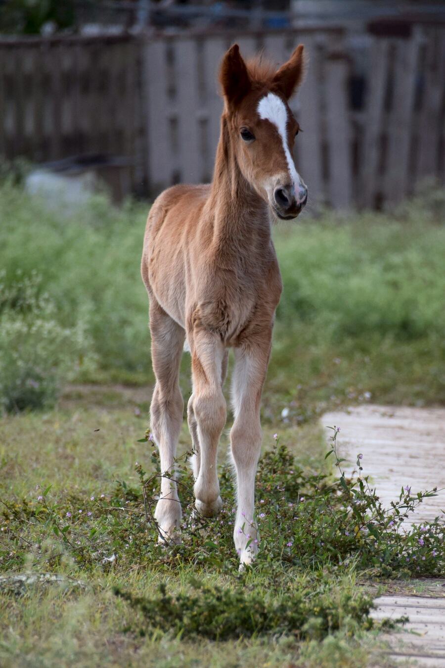 Foal Grass