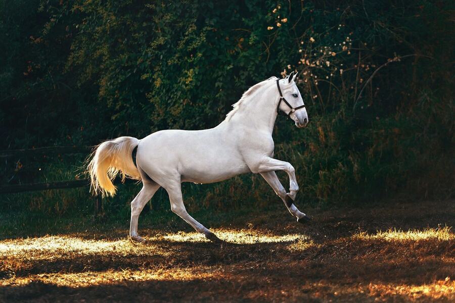 Gallop 1