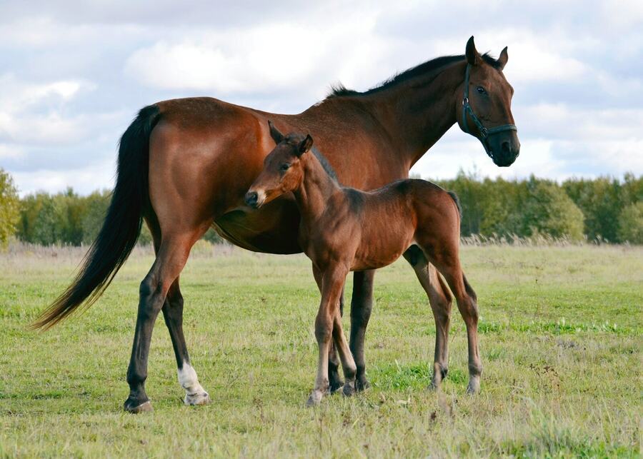 Mare Foal